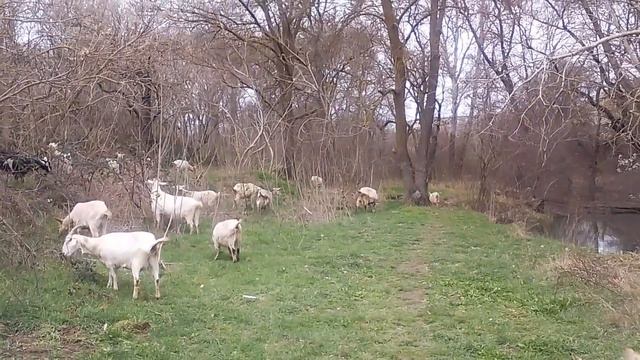 Пир на весь мир 🥰😍🐐🐐🐐🐐🍉🤩🥰 смотреть онлайн