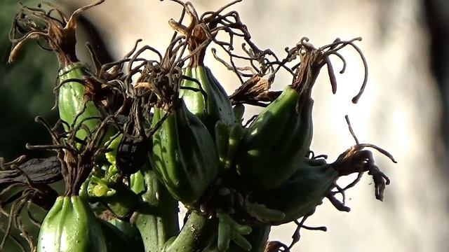 АГАВА/Что происходит после цветения/Вопрос от зрителя.. смотреть онлайн