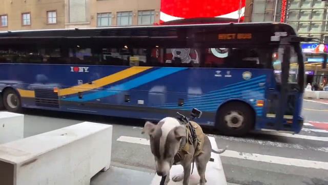 NYC LIVE Times Square Underground Subway & Historic Buildings 42nd Street Tour May 18, 2022 смотреть онлайн