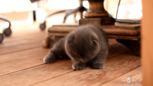 Видео породистого котенка. Окрас: черный смотреть онлайн