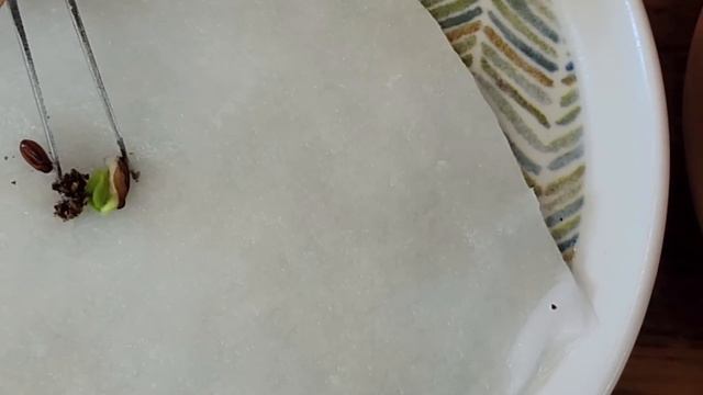 제라늄,파종하기 겨울채종 후 파종 한달간의 여정
