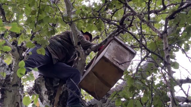 Башкирский мёд. Добыча дикого меда в лесу. смотреть онлайн