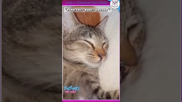 Top Funny Cats From PetSchitt ?? | PetSchitt | #shorts #cat #pets #animals #tiktok смотреть онлайн