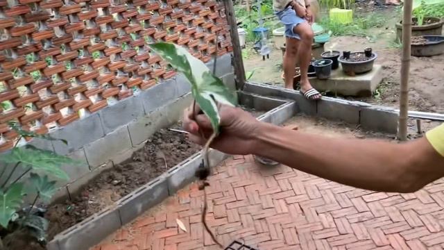 ตัดขยายเพิ่มจำนวนเงินไหลมาด่างขาวง่ายๆ | syngonium podophyllum Variegated смотреть онлайн