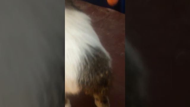Купили рысь