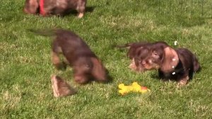 Щенки жесткошерстной таксы (3 мальчика) ищут себе заботливых и любящих хозяев.