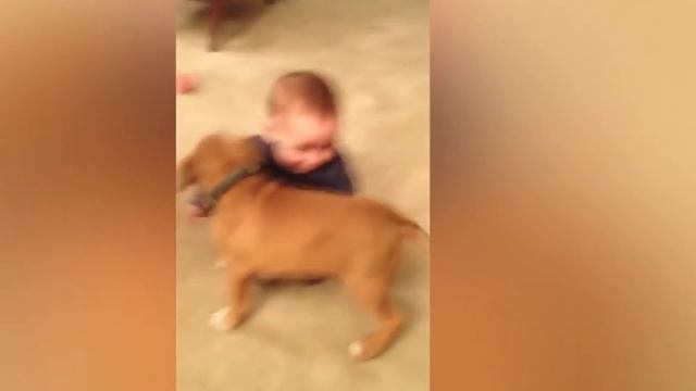GERMAN SHEPHERD vs BOXER! What's The Best Family Guard Dog? смотреть онлайн