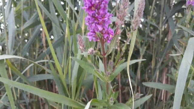 Дербенник. Lythrum salicaria смотреть онлайн