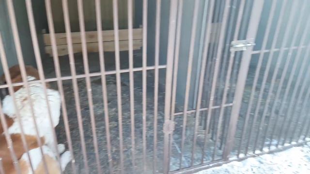 Бугай Алабай. Морозы не дают покоя. смотреть онлайн