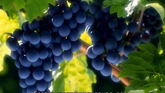 Крымский виноград смотреть онлайн