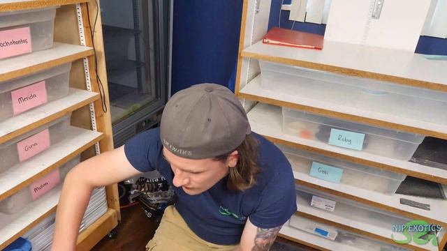 HOW TO SET UP BALL PYTHON EGGS смотреть онлайн