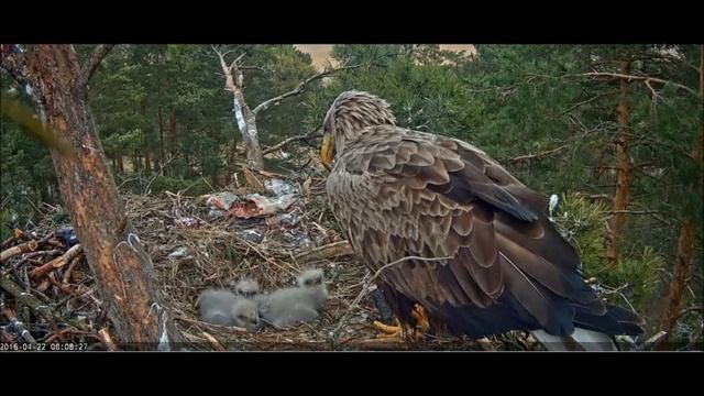 Птенцы Белохвостого орла 22/04/2016 г. смотреть онлайн