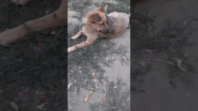 The #puppy is a #beautiful #dog #specimen смотреть онлайн