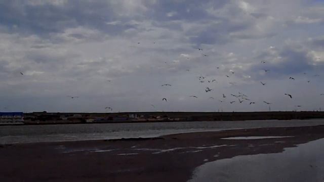 стая чаек у лимана смотреть онлайн