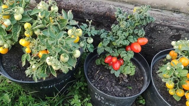 Обзор И дегустация горшечных томатов смотреть онлайн