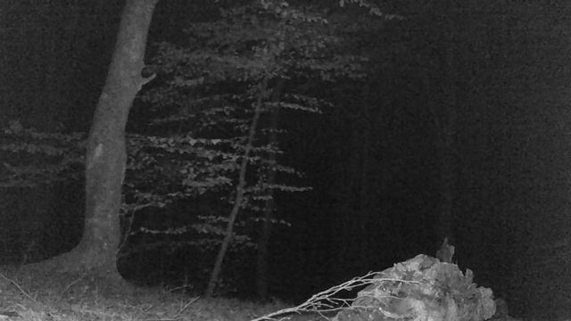 Солонец. Июль-сентябрь. Лишь случайные посетители.