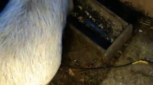 Поведение свиноматки перед опоросом.