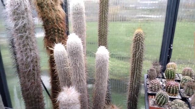 КАКТУСЫ...Обзор теплицы зимой.. смотреть онлайн