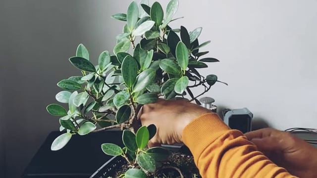 cómo DISEÑAR un BONSAI... REGLAS japonesas FICUS GREEN ESMERALD смотреть онлайн