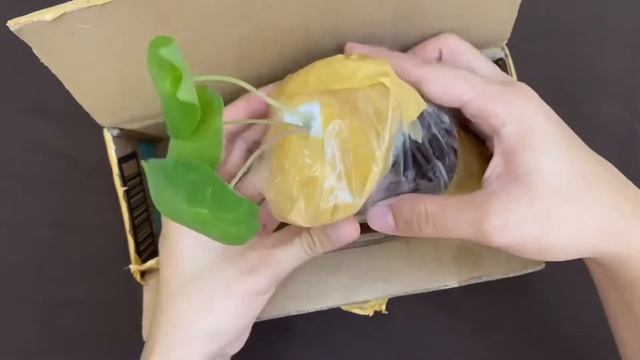 ? Alocasia not pink yet dragon unboxing ? смотреть онлайн