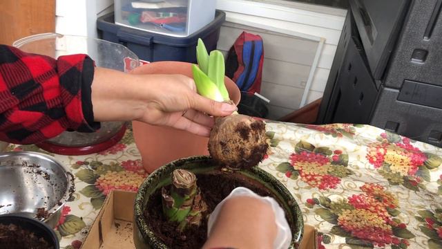 Como plantar los bulbos de amarilis y sus cuidados. смотреть онлайн