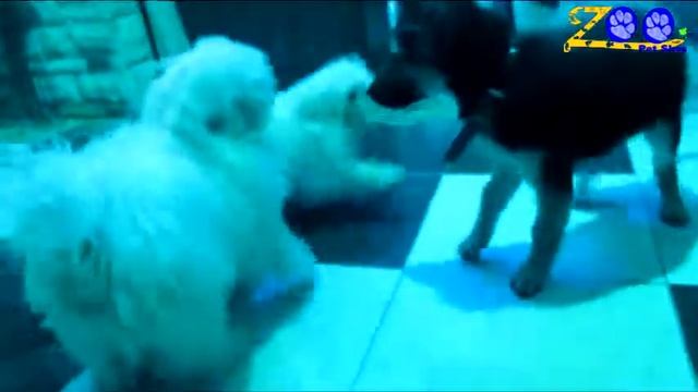 Active Dogs, Playing Time смотреть онлайн