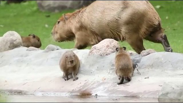VID-20230703-WA0000.mp4 смотреть онлайн