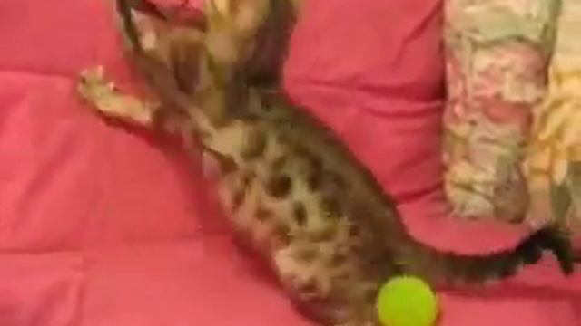 Riana_2011-10-12.wmv