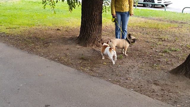 Осенний марафон французских бульдогов: Варя и Боня/French bulldogs autumn marathon: Varya and Bonya смотреть онлайн