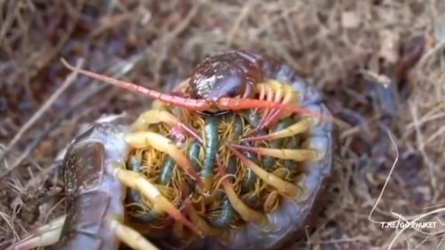 Мать и детёныши сколопендры смотреть онлайн