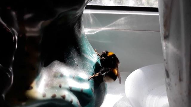 Шмель залетел в мои орхидеи 10.08.2019 смотреть онлайн