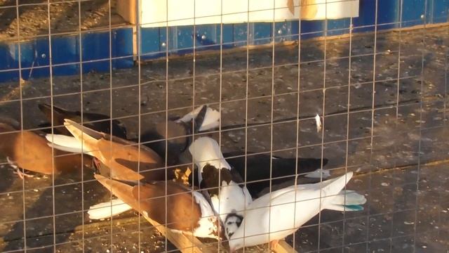 Вечернее кормление голубят 24 05 18 смотреть онлайн