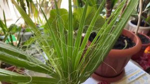 Выращивание пальмы Вашингтонии из семян. Что же выросло спустя 2 года ?