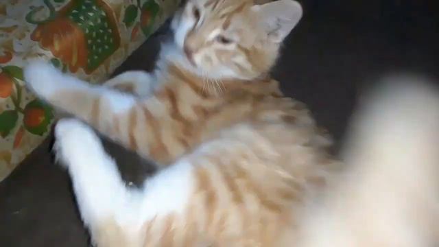 25 Tips for Cat Owners, Especially Beginners смотреть онлайн