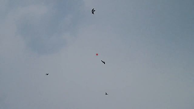 Лучшая охота на вяхиря 2022 смотреть онлайн