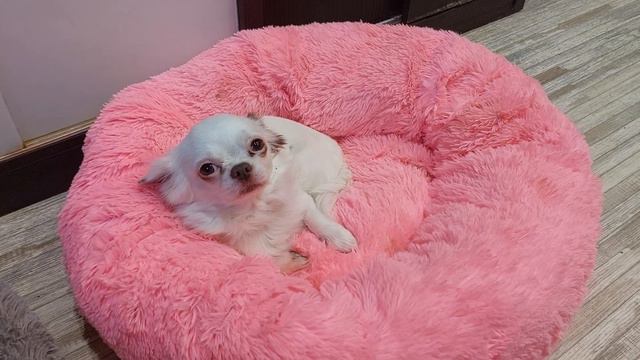 Мажор акушер устал и спит в розовой лежанке после работы питомник чихуахуа Кастропуло Крым смотреть онлайн