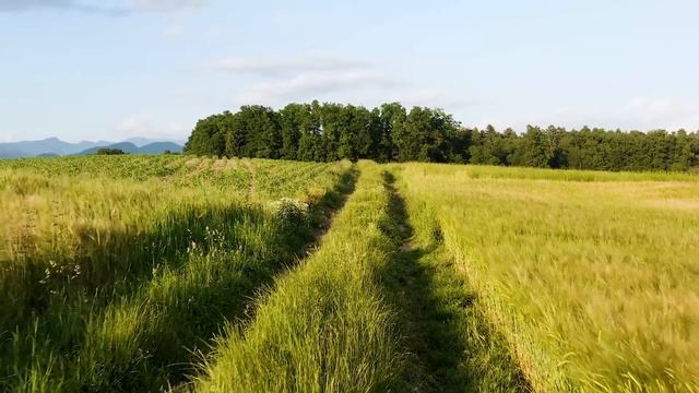 Lord Of The Rings | The Landscapes Of SHIRE But You Are Flying In Uknown Places For 2 HOURS | 4K смотреть онлайн