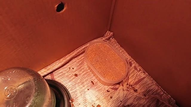 Кормушка для цыплят, своими руками! смотреть онлайн