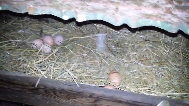 Гнездо для курицы несушки своими руками смотреть онлайн