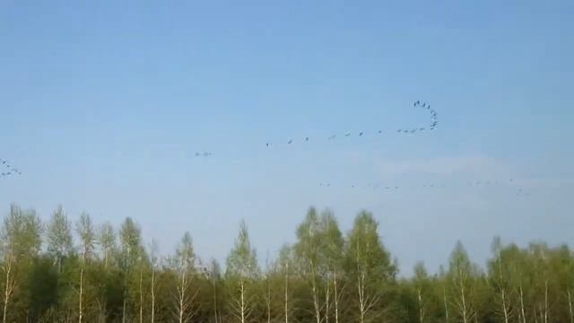 Гуси летят смотреть онлайн