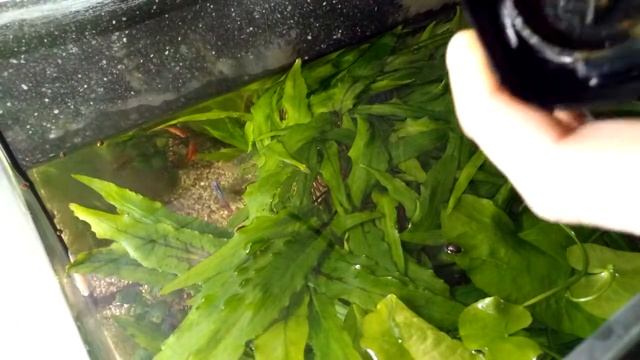 Фильтрация воды в аквариуме. Как почистить фильтр в аквариуме. смотреть онлайн