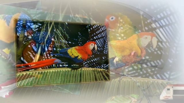 Попугай Аркаша. Похулиганим? смотреть онлайн