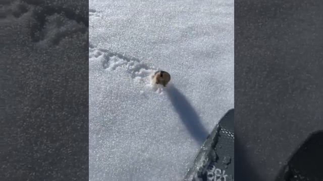 Лемминги своим криком защищают территорию от сноубордистов смотреть онлайн