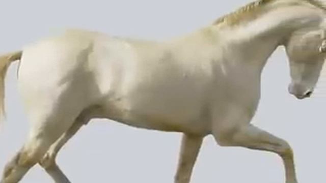 АРАБСКИЕ СКАКУНЫ смотреть онлайн