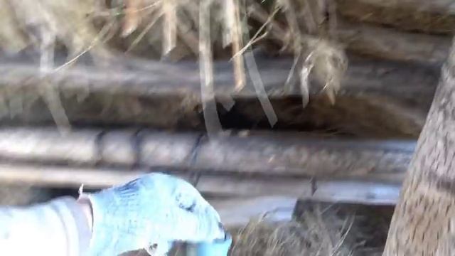 Бычка назвали Зорро.Телочку Мила.Планы ставить забор из сетки . смотреть онлайн