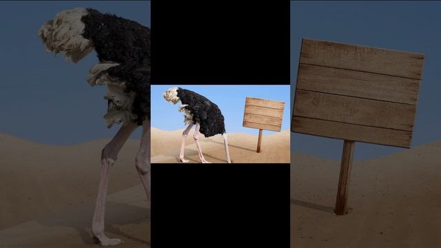 Страус не прячет голову в песок #shorts смотреть онлайн