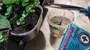 Фитоспорин. Как правильно его развести?