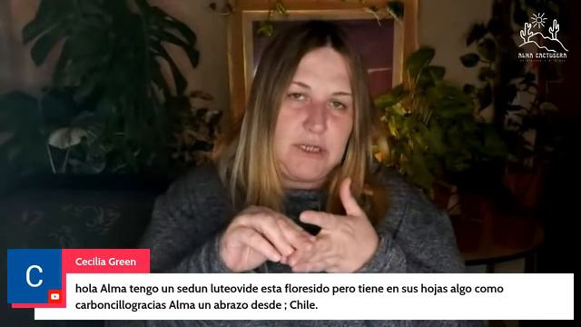 en VIVO con ALMA charlando sobre SUCULENTAS смотреть онлайн