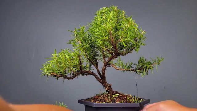 Creating a Rosemary Bonsai смотреть онлайн