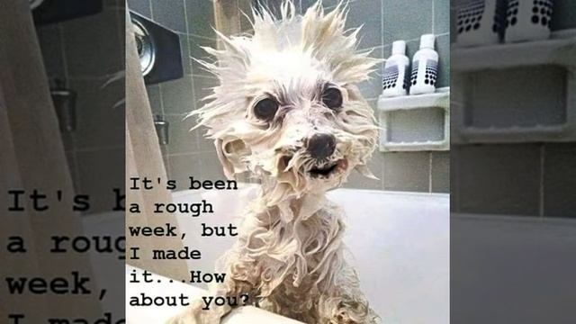 Barking Mad Bath-Time Fun - Rubber Ducky смотреть онлайн